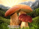 Mushroom-Bulgaria